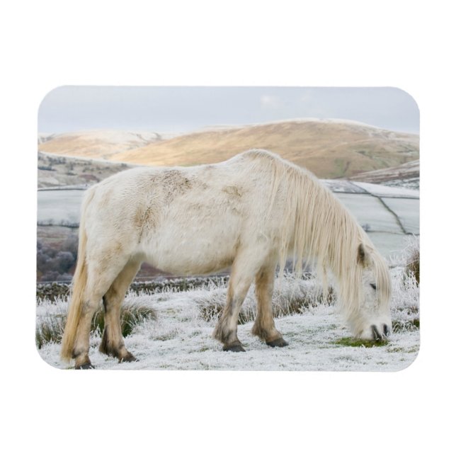 White Fell Pony on Moorland in Winter Magnet (Horizontal)