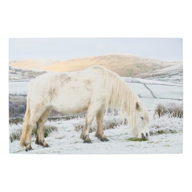 White Fell Pony on Moorland in Winter Metal Print (Front)