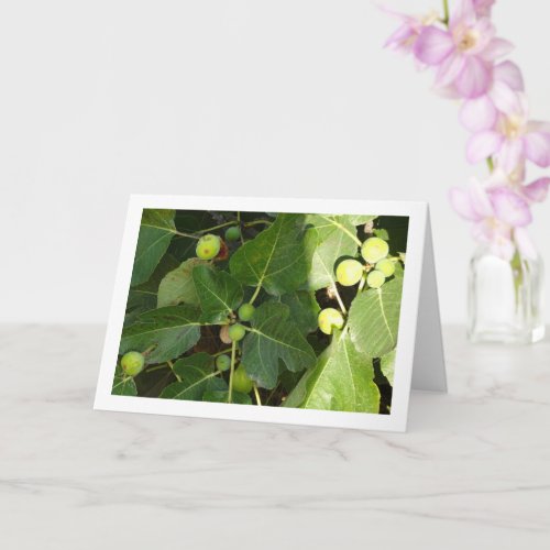 White Figs on Tree Card