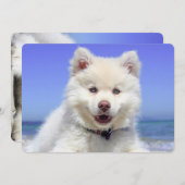 White Finnish Lapphund Puppy Cute (Front/Back)