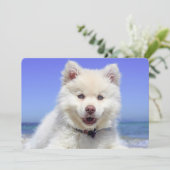 White Finnish Lapphund Puppy Cute (Standing Front)