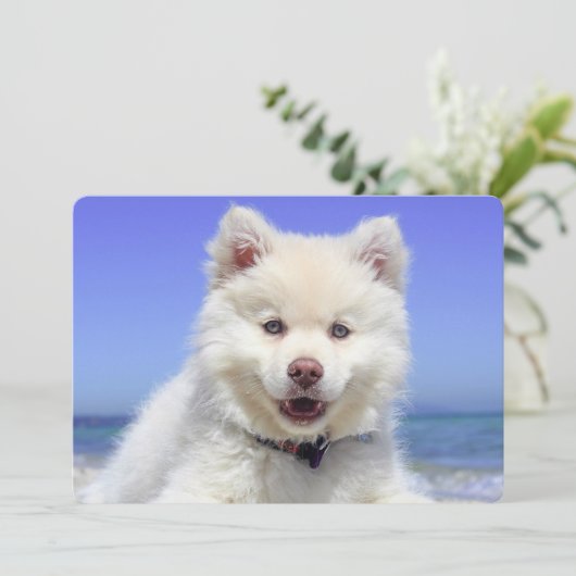 White Finnish Lapphund Puppy Cute (Standing Front)