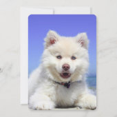 White Finnish Lapphund Puppy Cute (Back)