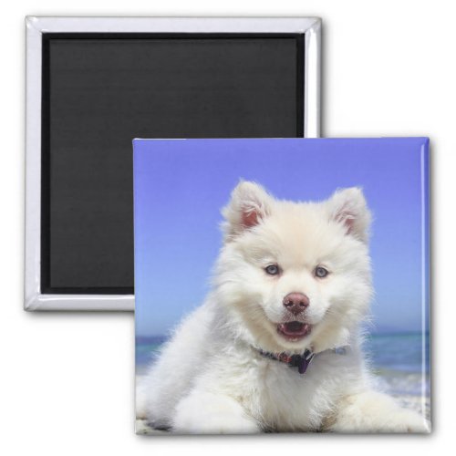 White Finnish Lapphund Puppy Cute Magnet