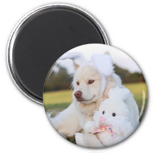 White Finnish Lapphund Puppy Cute Magnet