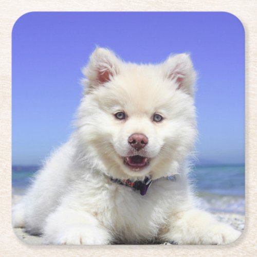 White Finnish Lapphund Puppy Cute Square Paper Coaster