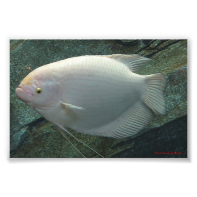 White Fish Photo Print (Front)