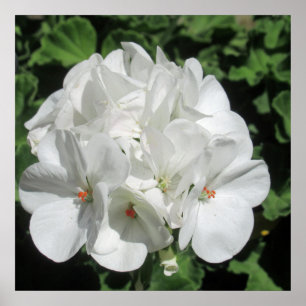 White Floral Photography Poster