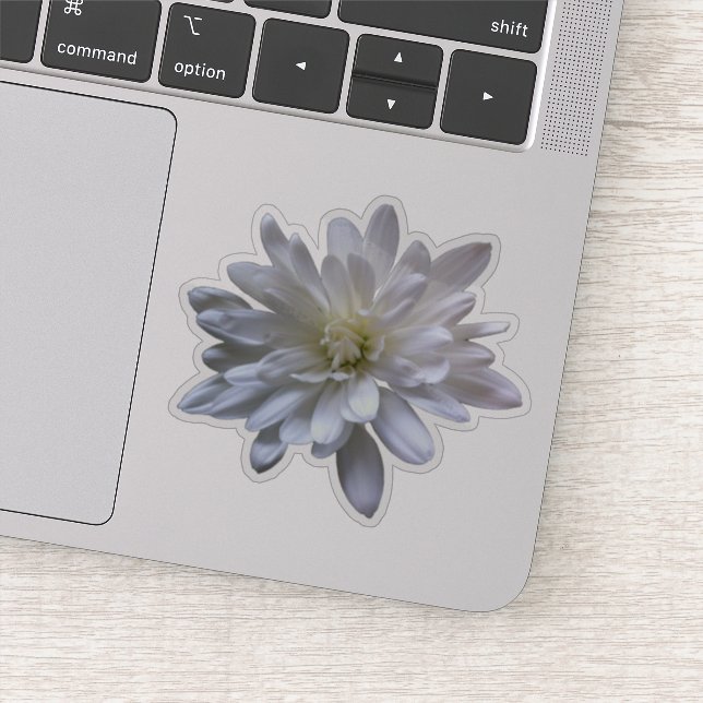 White floral white daisy white mum white flower sticker (Detail)