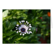 white flower (Front Horizontal)