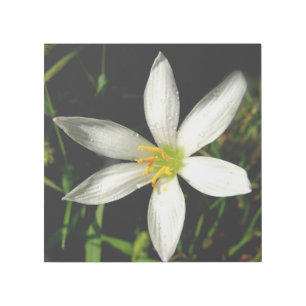 White Flower 12" x 12" Gallery Wrap