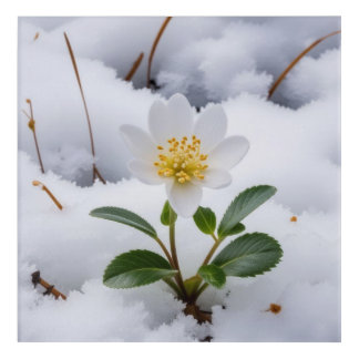 white flower acrylic print