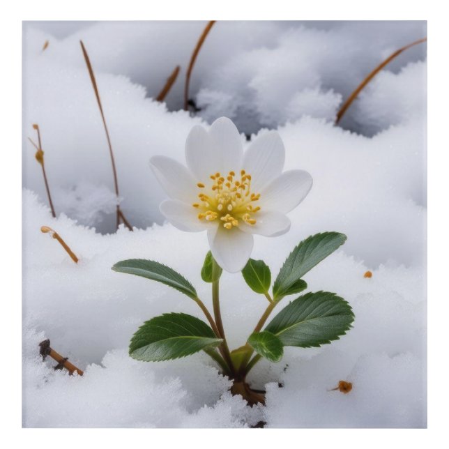 white flower acrylic print (Front)