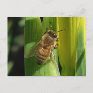 White Flower Bee Postcard