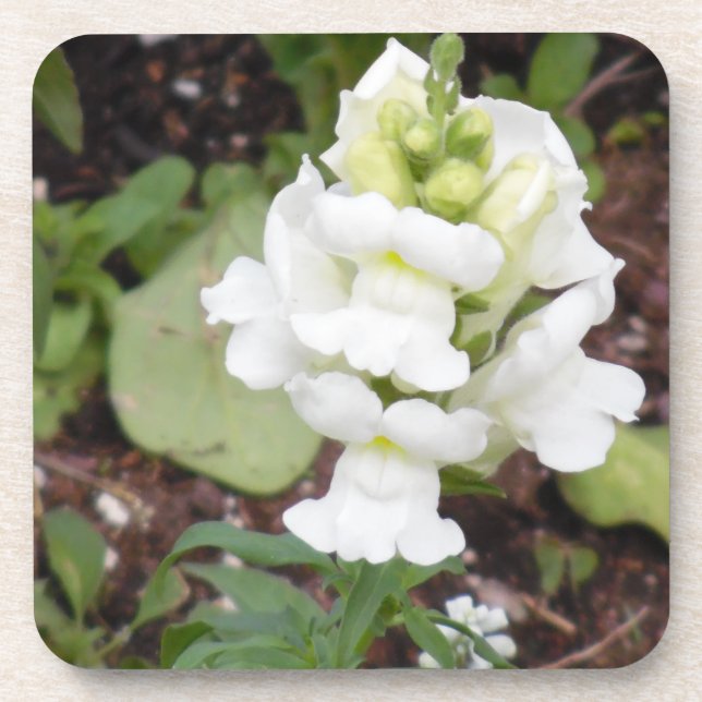 White Flower Beverage Coaster (Front)