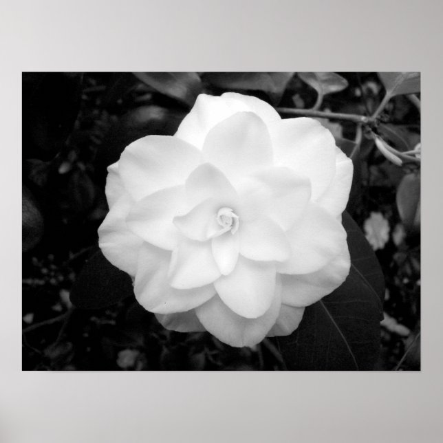 White Flower. (Black and White) Poster (Front)