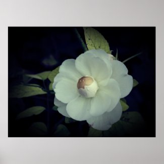 White Flower Blossom Poster