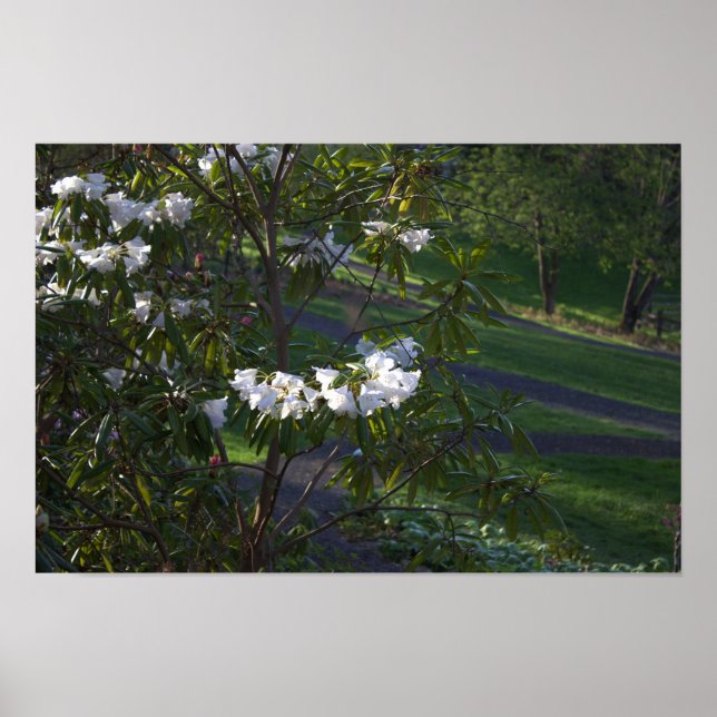 White Flower Bush Poster  (Front)