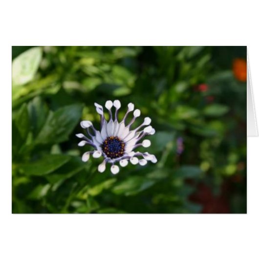 white flower cards (Front Horizontal)