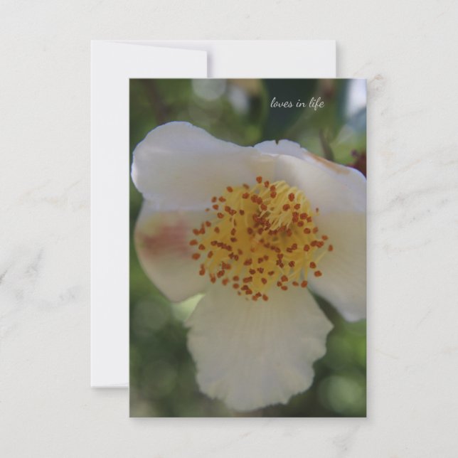 White Flower, close-up Note Card (Front)