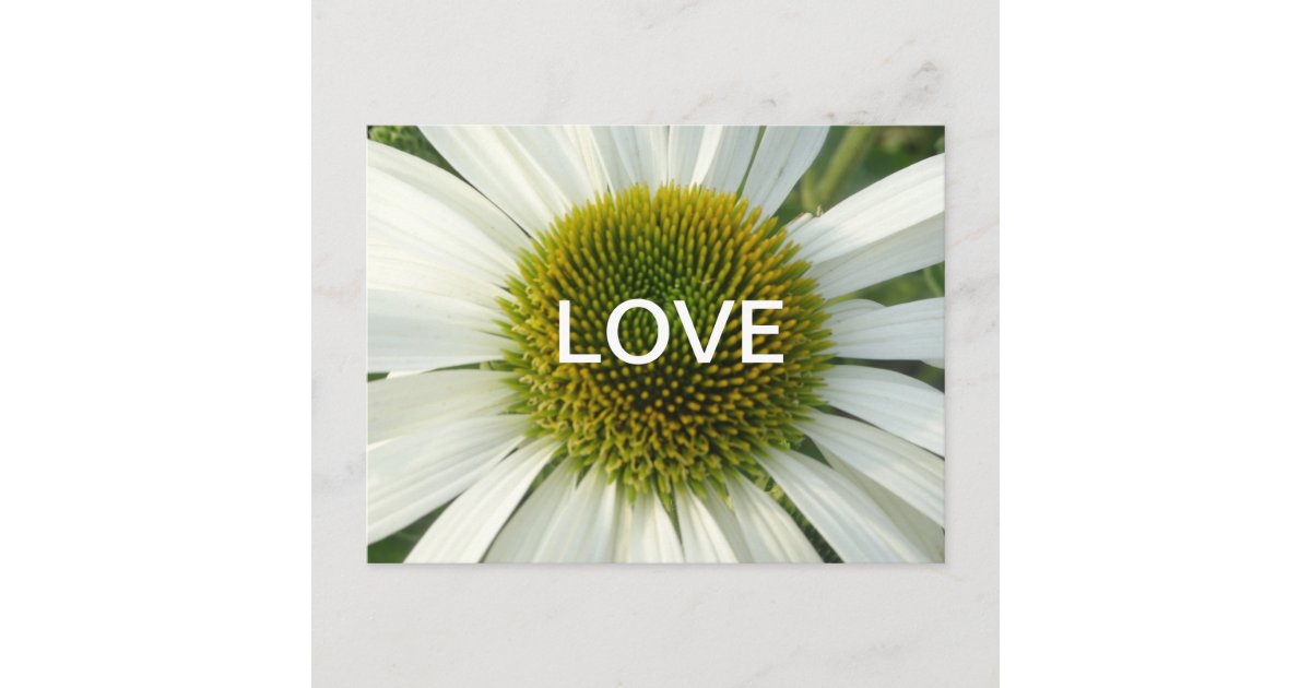 White Flower LOVE Cust. Postcard Zazzle