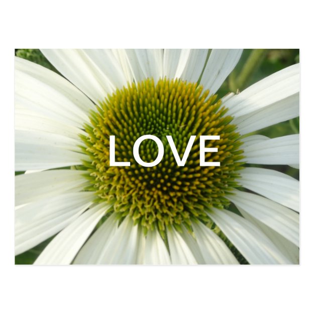 White Flower LOVE Cust. Postcard