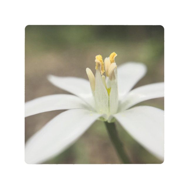White Flower Macro Metal Print (Front)