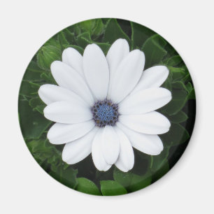 White Flower magnet