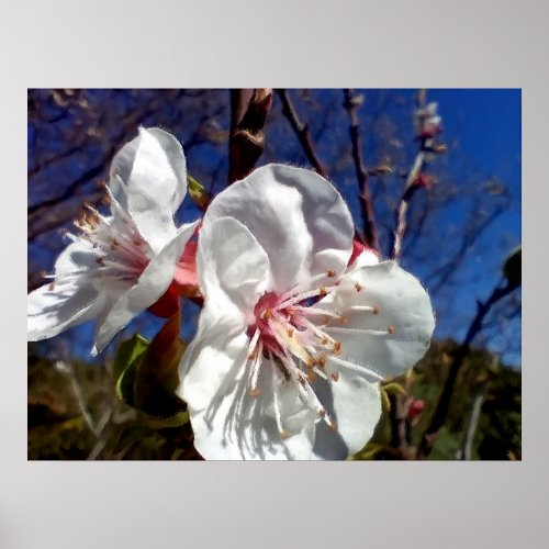 White flower of a fruit tree poster