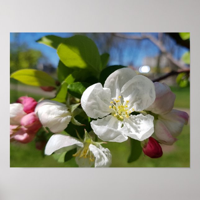 White flower of an apple tree. Spring Poster (Front)