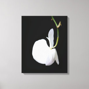White Flower on Black Wrapped Canvas Print