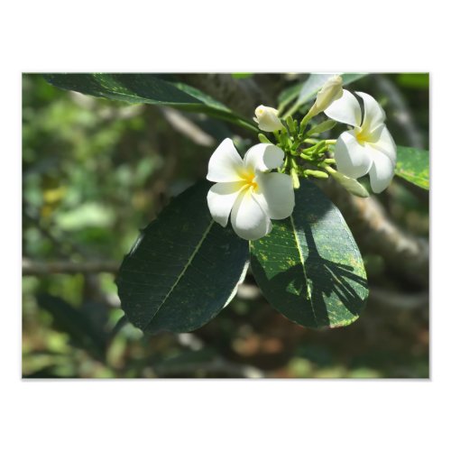 White Flower Sri Lanka Frangipani Tree Photo Print