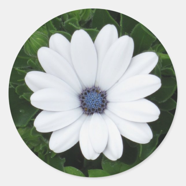 White Flower stickers (Front)