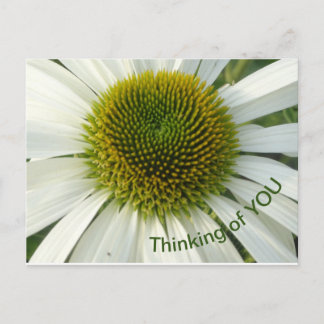 White Flower Thinking of YOU Postcard