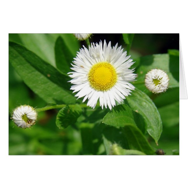 White Flower Weed Cards (Front Horizontal)