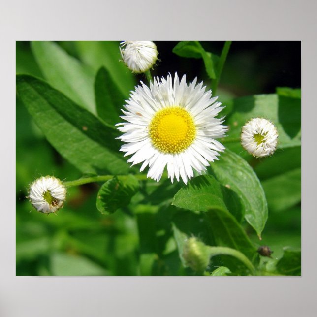 White Flower Weed Poster (Front)