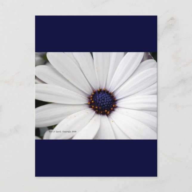 White flower with blue center postcard (Front)