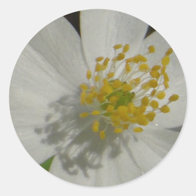 White flower with yellow middle classic round sticker (Front)
