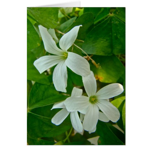 White Flowered Oxalis Cards (Front)