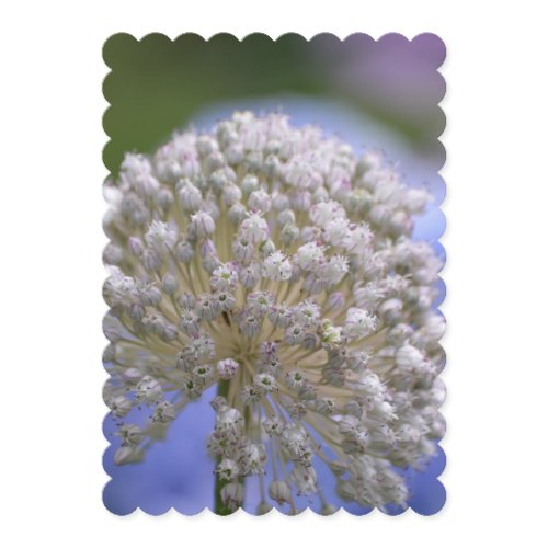 White Flowering Allium Invitation