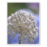 White Flowering Allium Temporary Tattoos