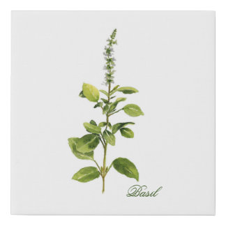 White Flowering Basil Faux Canvas Print