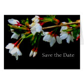 White flowering cherry tree, blossoms photo (Front Horizontal)