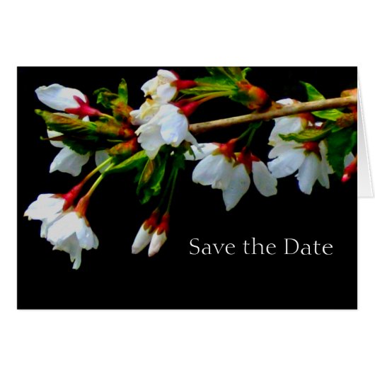 White flowering cherry tree, blossoms  photo cards (Front Horizontal)