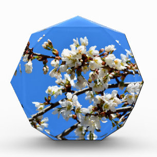 White flowering spring tree white floral blossom  award