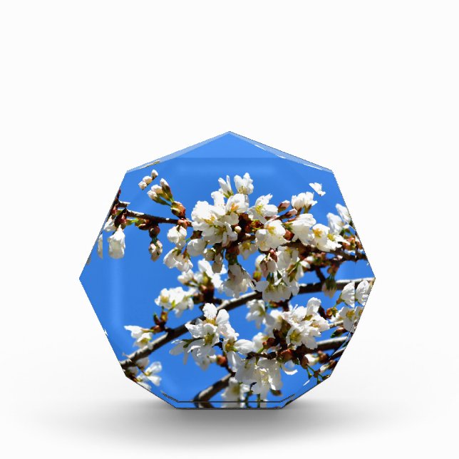 White flowering spring tree white floral blossom  award (Front)