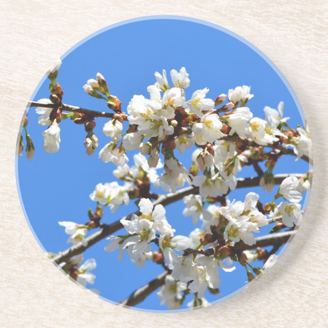 White flowering spring tree white floral blossom  drink coaster (Front)