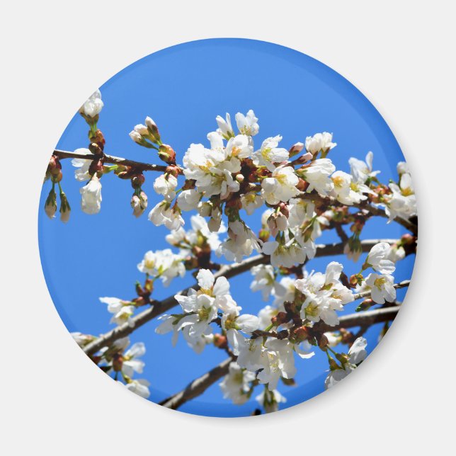 White flowering spring tree white floral blossom  magnet (Front)