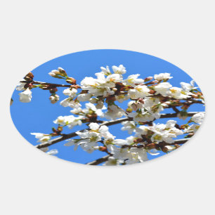 White flowering spring tree white floral blossom  oval sticker