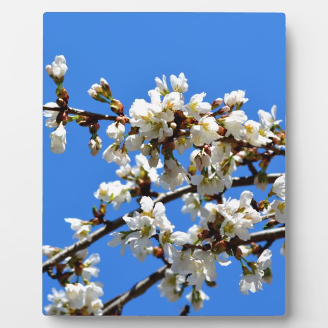 White flowering spring tree white floral blossom  plaque (Front)